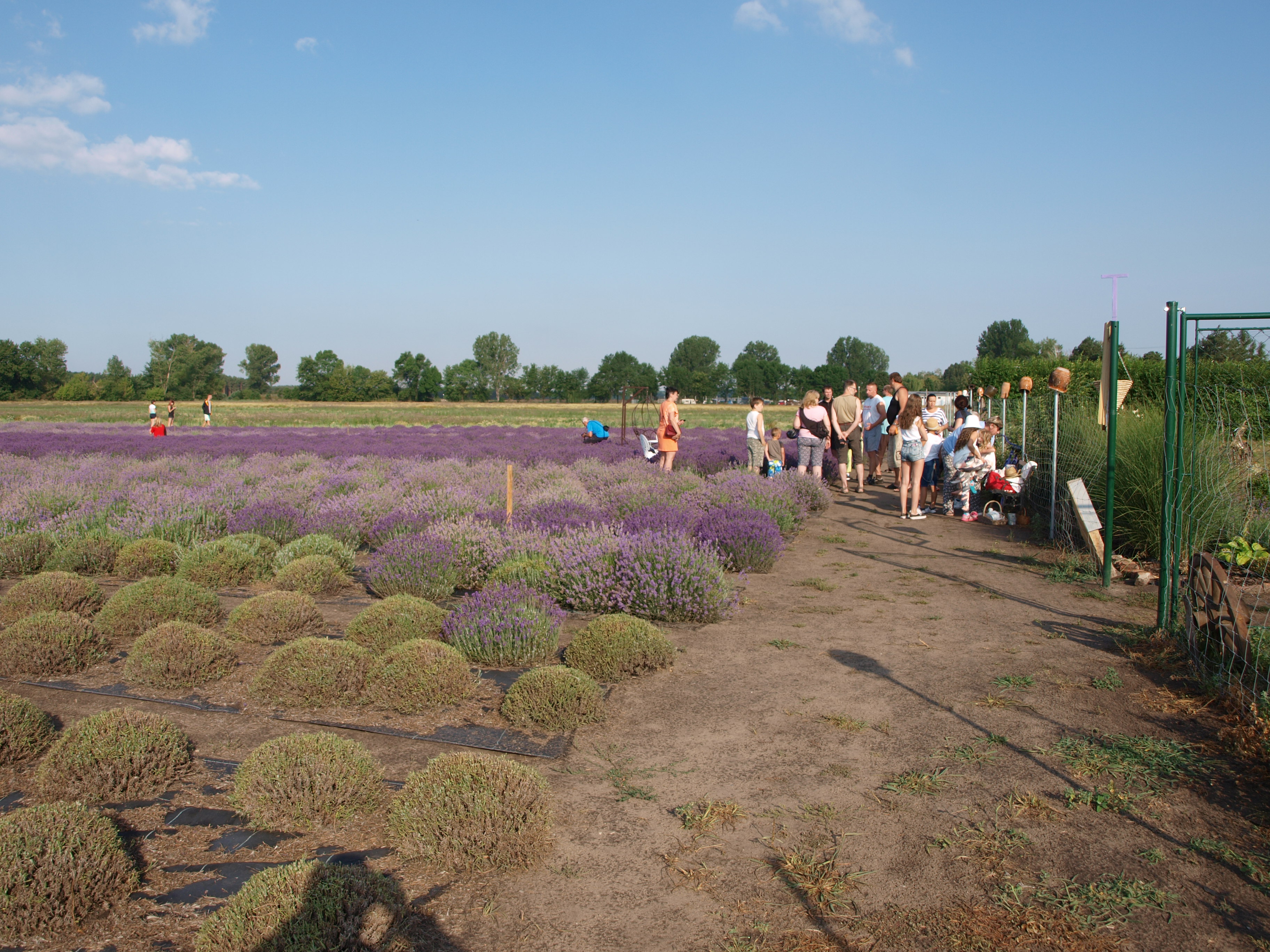 levandula=